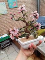 Prachtige lenteboom met roze Jade in prima staat, Enlèvement ou Envoi