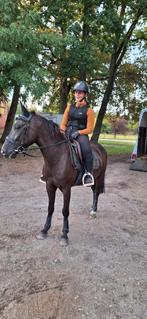 Aparte spring pony, Ruin