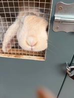 Tamme Franse Hangoor met behuizing binnen en buiten, Dieren en Toebehoren, Konijnen, Hangoor