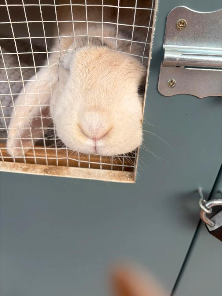 Tamme Franse Hangoor met behuizing binnen en buiten, Dieren en Toebehoren, Konijnen, Hangoor