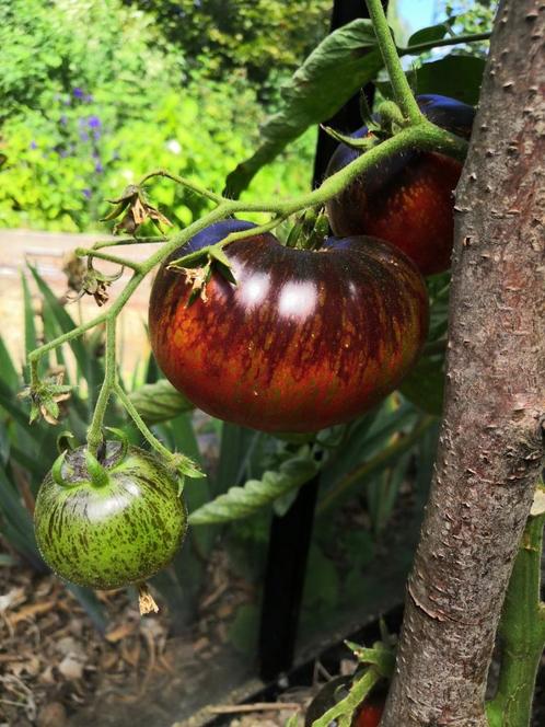 5 graines de tomate Dark Galaxy, Jardin & Terrasse, Bulbes & Semences, Graine, Printemps, Envoi