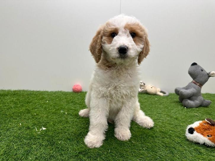 Goldendoodle pups F1, Dieren en Toebehoren, Honden | Niet-rashonden, Groot, Meerdere dieren, Fokker | Professioneel, Meerdere