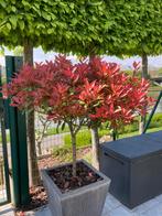 2x glansmispel in pot Photinia Fraseri ‘Red Robin’, Tuin en Terras, Ophalen, Lente, In pot
