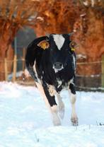 Hoefsmid / klauwentrimmer gezocht, Animaux & Accessoires, Chevaux