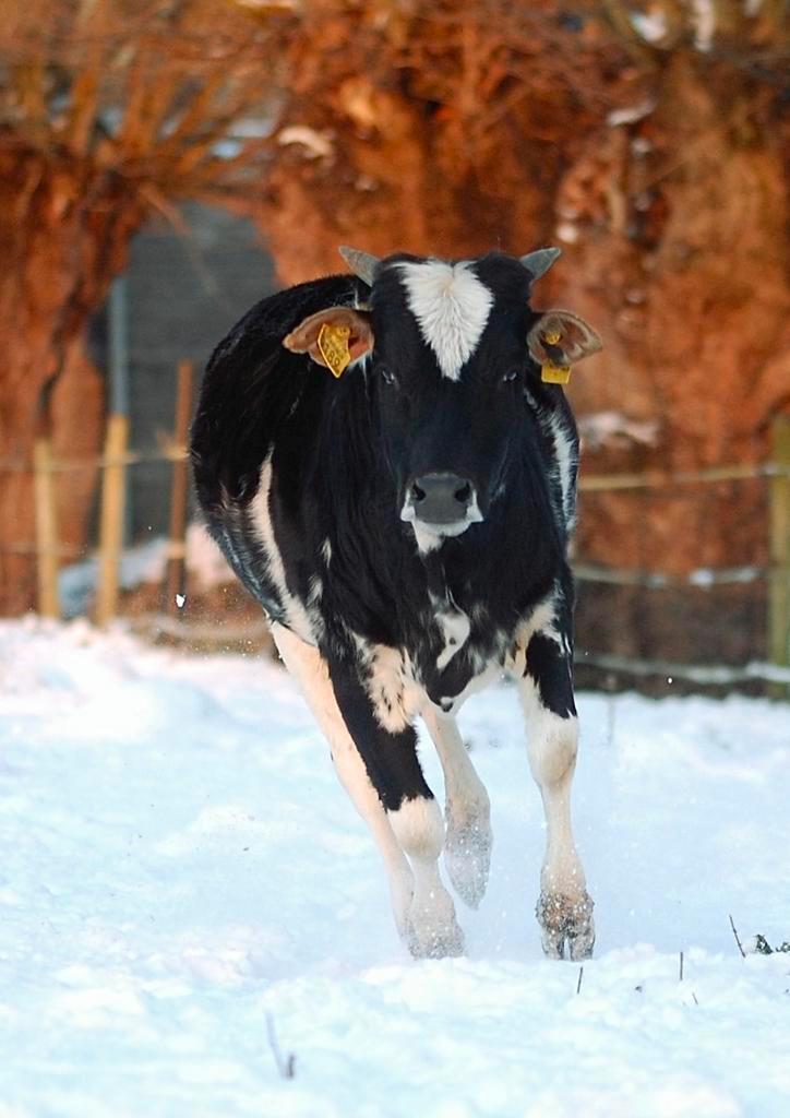 Hoefsmid / klauwentrimmer gezocht, Dieren en Toebehoren, Paarden