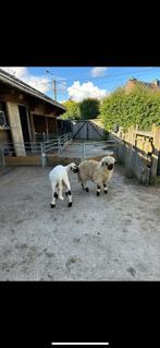 Gezocht walliser ram met stamboom!