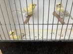 Kanaries agaat opaal geel mozaiek, Dieren en Toebehoren, Meerdere dieren, Kleurkanarie