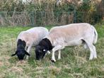 Dorper ram lammeren te koop, Schaap