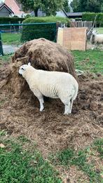 Schaapbokjes, Dieren en Toebehoren, Schapen, Geiten en Varkens, Mannelijk