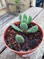 Crassula congesta of green beans vetplant Gezonde plant., Huis en Inrichting, Kamerplanten, Ophalen, Vetplant, Minder dan 100 cm