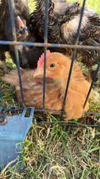 Kuiken 5 weken, Dieren en Toebehoren, Pluimvee