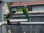 Parkiet, Dieren en Toebehoren, Parkiet
