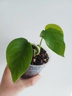 Monstera green on green, Autres espèces, En pot, Enlèvement ou Envoi, Moins de 100 cm