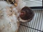 Hamster, Dieren en Toebehoren, Knaagdieren, Meerdere dieren, Hamster, Tam