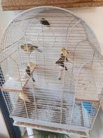 Canari a vendre par unité