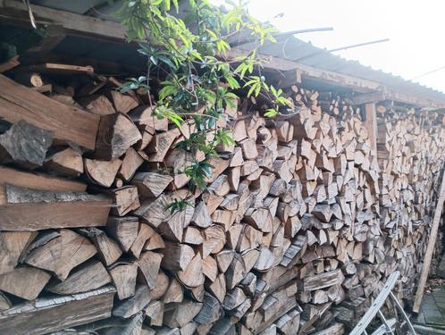 droog beuken brandhout, Diversen, Overige Diversen, Ophalen