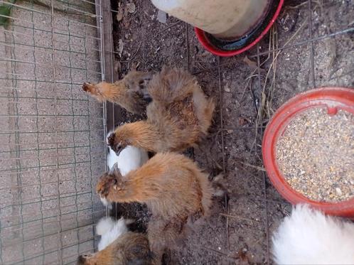 Zijdehoenders, Dieren en Toebehoren, Pluimvee, Geslacht onbekend