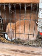 Minilop konijn, Dieren en Toebehoren, Konijnen