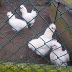 zuivere witte zijdehoenders, Dieren en Toebehoren, Pluimvee