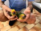 Handtamme zonparkieten, Dieren en Toebehoren, Vogels | Parkieten en Papegaaien, Meerdere dieren, Parkiet, Geringd