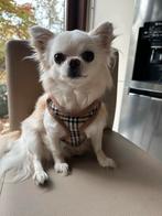 Tuig met leiband nieuw, Dieren en Toebehoren, Ophalen of Verzenden, Nieuw