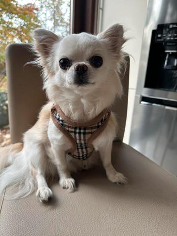 Tuig met leiband nieuw beschikbaar voor biedingen