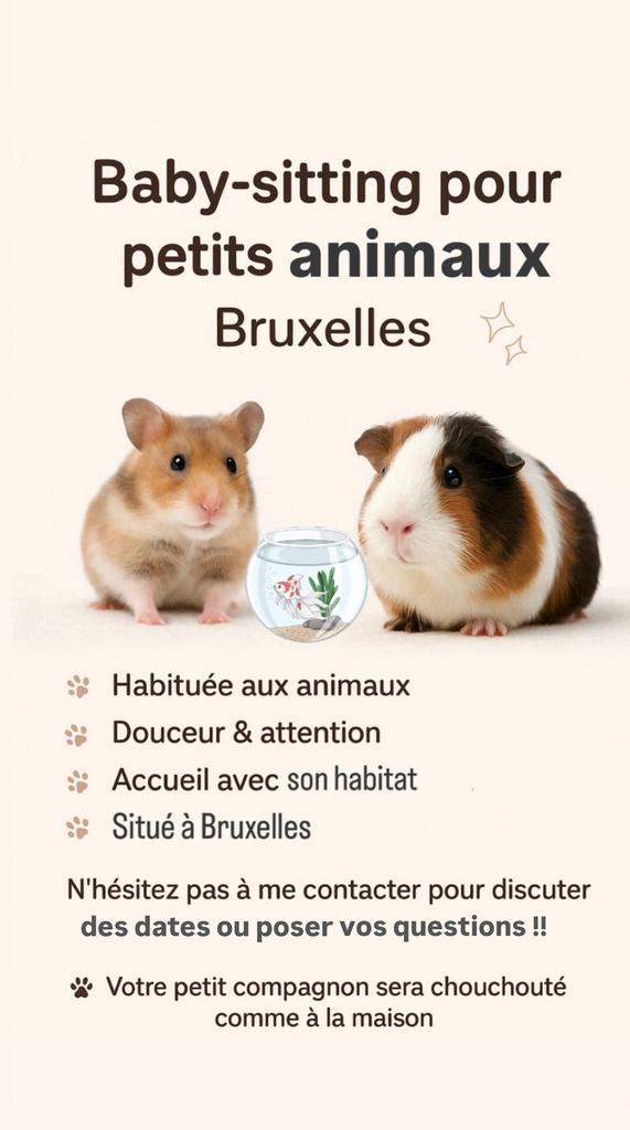 Knaagdierwacht in Brussel, Dieren en Toebehoren, Knaagdieren, Meerdere dieren, Hamster, Januari, Tam