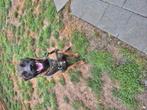 Mechelse herder, Dieren en Toebehoren, Honden | Herdershonden en Veedrijvers, België, Particulier, Reu, 1 tot 2 jaar