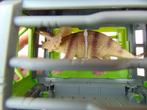 speelgoed Triceratops in kooi, Dinosaurus kooi, Kinderen en Baby's, Speelgoed | Actiefiguren, Ophalen of Verzenden