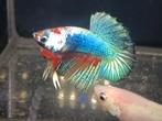 Betta man halfmoon