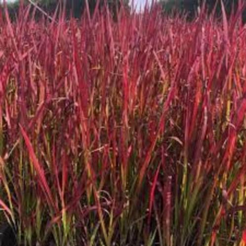 Bloedgras of Imperata Red baron, Jardin & Terrasse, Plantes | Jardin, Plante fixe, Graminées ornementales, Mi-ombre, Enlèvement