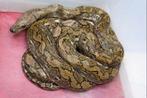 1.1 python reticulatus KAYUADI Super Dwarf, Dieren en Toebehoren