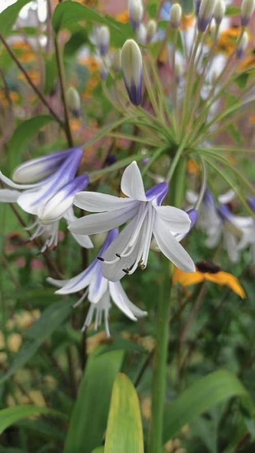 Agapanthus Firewroks, vanaf 3,5 euro, Jardin & Terrasse, Plantes | Jardin, Plante fixe, Autres espèces, Plein soleil, Été, Enlèvement