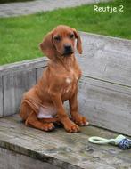 Prachtige Rhodesian Ridgeback pup, België, CDV (hondenziekte), 8 tot 15 weken, Meerdere