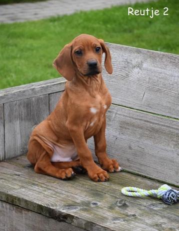 Prachtige Rhodesian Ridgeback pup beschikbaar voor biedingen