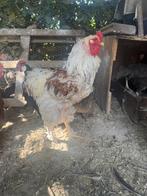 poules et coqs, Animaux & Accessoires, Enlèvement ou Envoi, Neuf