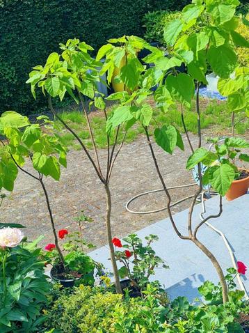 Catalpa (Trompetboom) beschikbaar voor biedingen