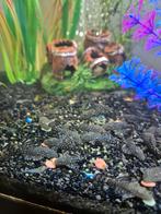 Ancistrus - Catfish, Dieren en Toebehoren