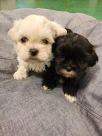 Lhasa-Apso, Dieren en Toebehoren, België, Overige rassen, CDV (hondenziekte), 8 tot 15 weken
