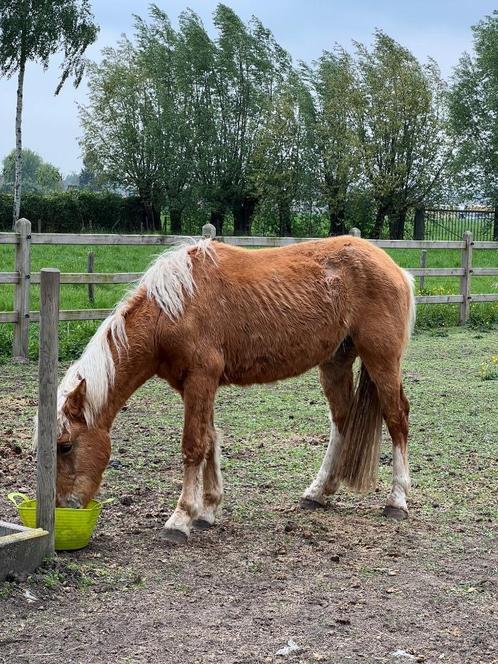 Opknappende D pony, Dieren en Toebehoren, Pony's, Hengst, Onbeleerd, D pony (1.37m tot 1.48m), Recreatiepony, 3 tot 6 jaar, Gechipt