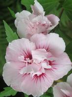 hibiscus pink chiffon: 15 € - 20 € (zie beschrijving), Ophalen, Overige soorten, Struik