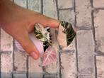 Alocasia Black Velvet Pink Variegata, Huis en Inrichting, Kamerplanten, Overige soorten, In pot, Minder dan 100 cm, Bloeiende kamerplant