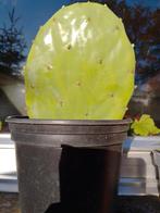 Vijgcactus, Tuin en Terras, Ophalen