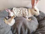 Verschillende Duitse Reus Konijnen te koop., Dieren en Toebehoren, Meerdere dieren, Groot, 0 tot 2 jaar