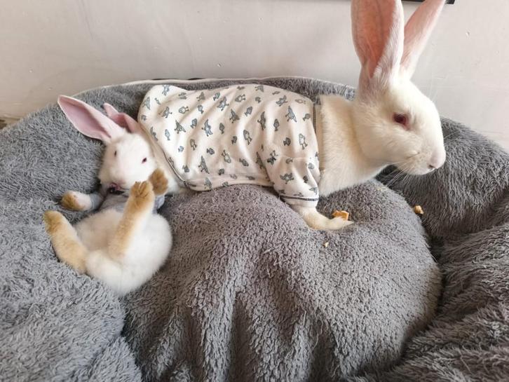 Verschillende Duitse Reus Konijnen te koop., Dieren en Toebehoren, Konijnen, Groot, Meerdere dieren, 0 tot 2 jaar