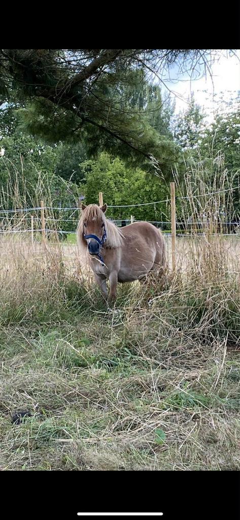 Jument shetland 2014, Dieren en Toebehoren, Pony's, Merrie, M