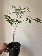 Celtis occidentalis zwepenboom, Tuin en Terras, Planten | Tuinplanten, Ophalen