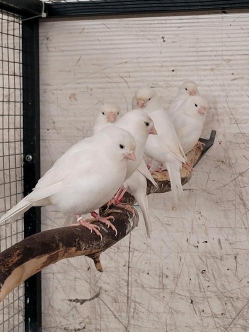 Kanaries wit recessief, Dieren en Toebehoren, Vogels | Kanaries, Kleurkanarie, Meerdere dieren