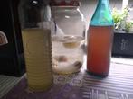 gratis  waterkefirkorrels, Diversen, Levensmiddelen, Ophalen