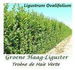 PRACHTIGE GROENE HAAG LIGUSTER 1 - 1,25 meter = 1,5o€/st, Tuin en Terras, Ophalen, Liguster, Haag, 100 tot 250 cm